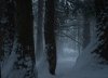 Winter Forest Path-04182.jpg